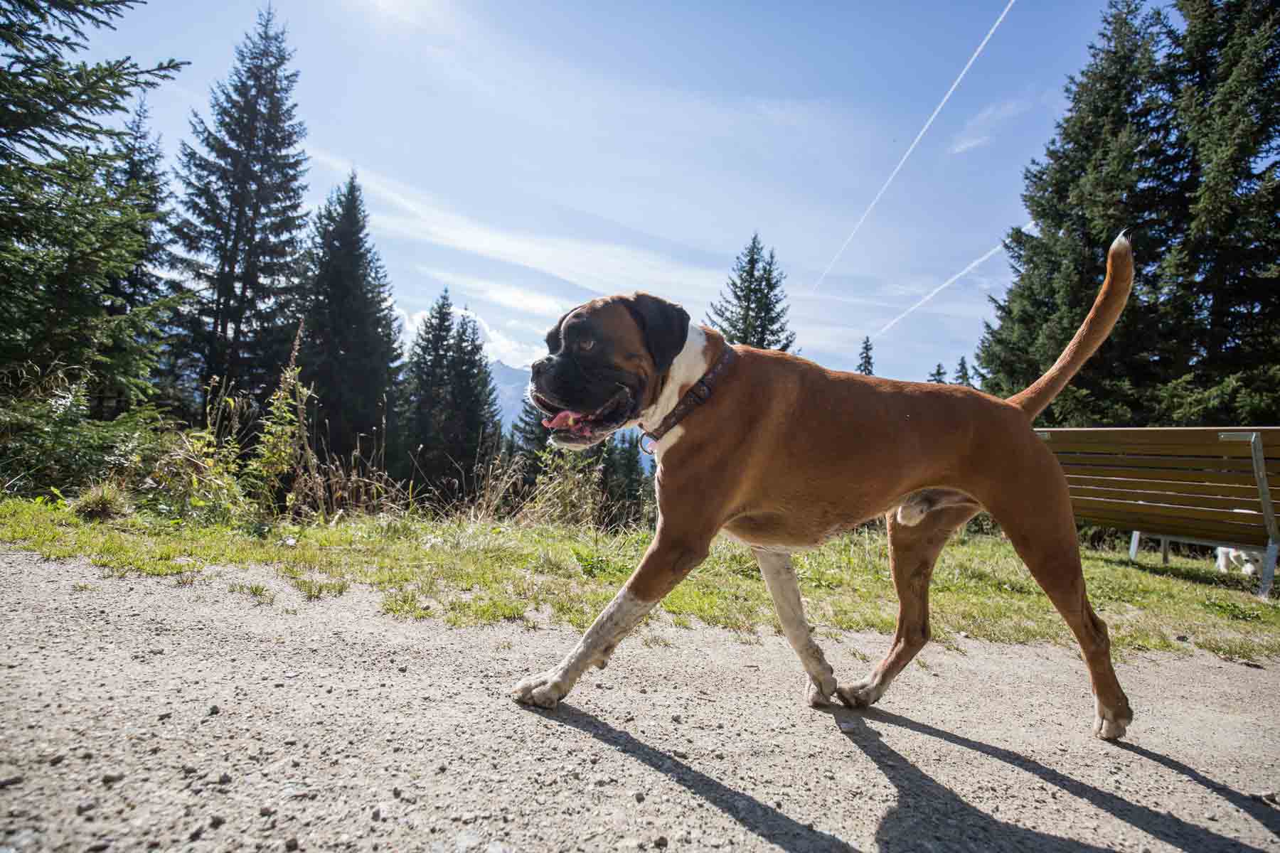 Urlaub Mit Hund In Österreich