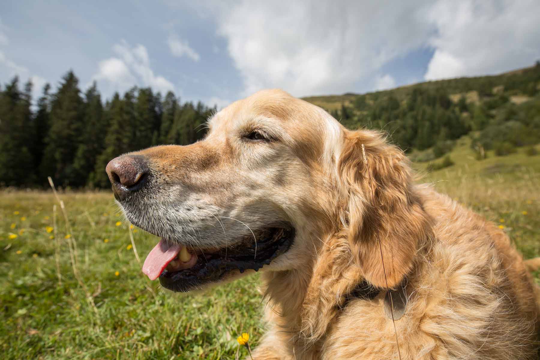 Golden Retriever - Urlaub Mit Hund In Tirol