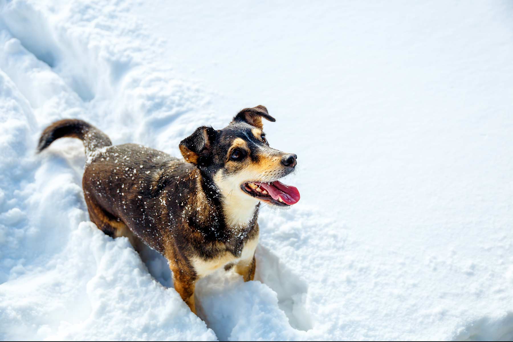 Urlaub mit Hund im Schnee